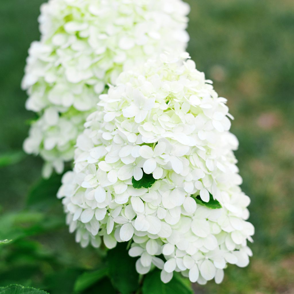 Hydrangea paniculata Little Spooky - Hortensia paniculé
