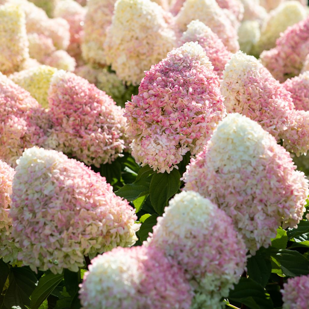Hydrangea paniculata Living Candy Love - Hortensia paniculé