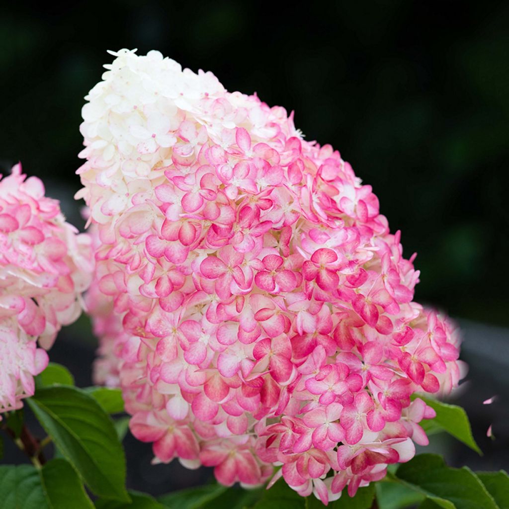 Hydrangea paniculata Living Pink & Rose  - Hortensia paniculé