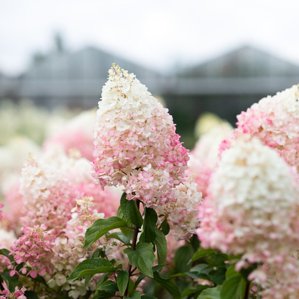 Hydrangea paniculata Living Strawberry Blossom - Hortensia paniculé