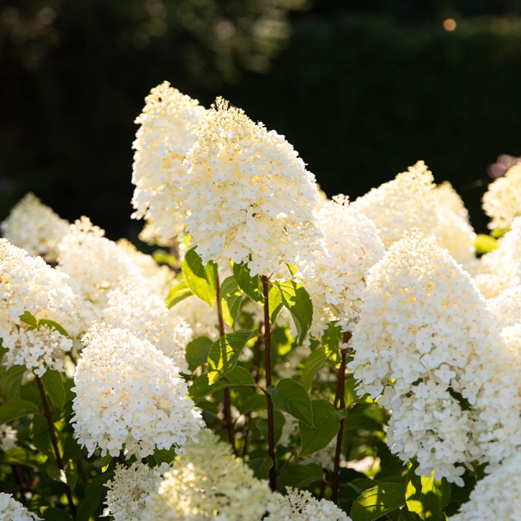 Hydrangea paniculata Living Sugar Rush - Hortensia paniculé