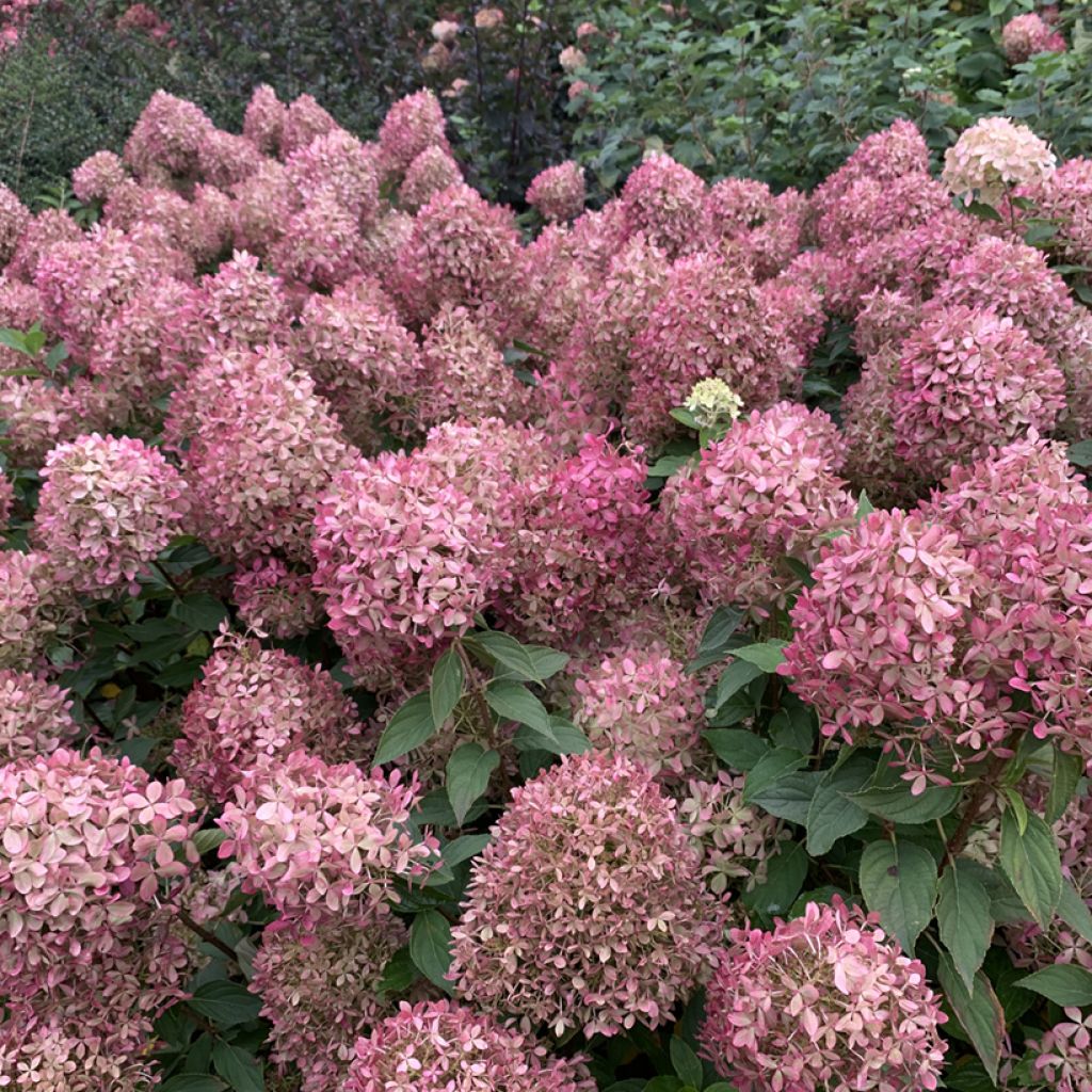 Hydrangea paniculata Pixio - Hortensia paniculé nain