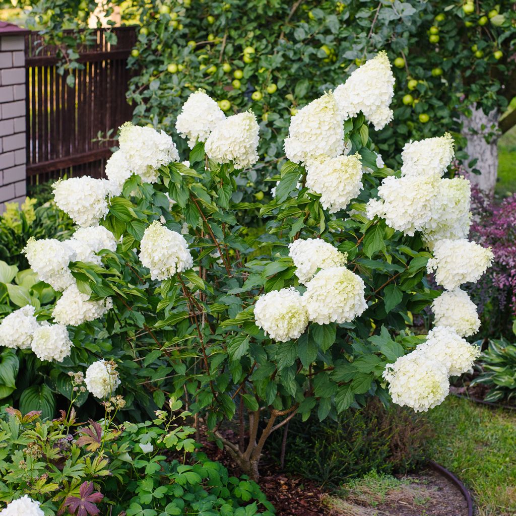 Hydrangea paniculata Polar Bear - Hortensia paniculé