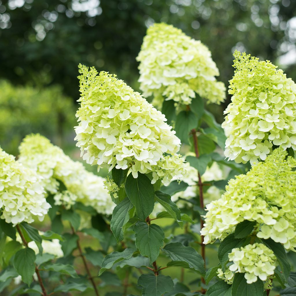 Hydrangea paniculata Polar Bear - Hortensia paniculé