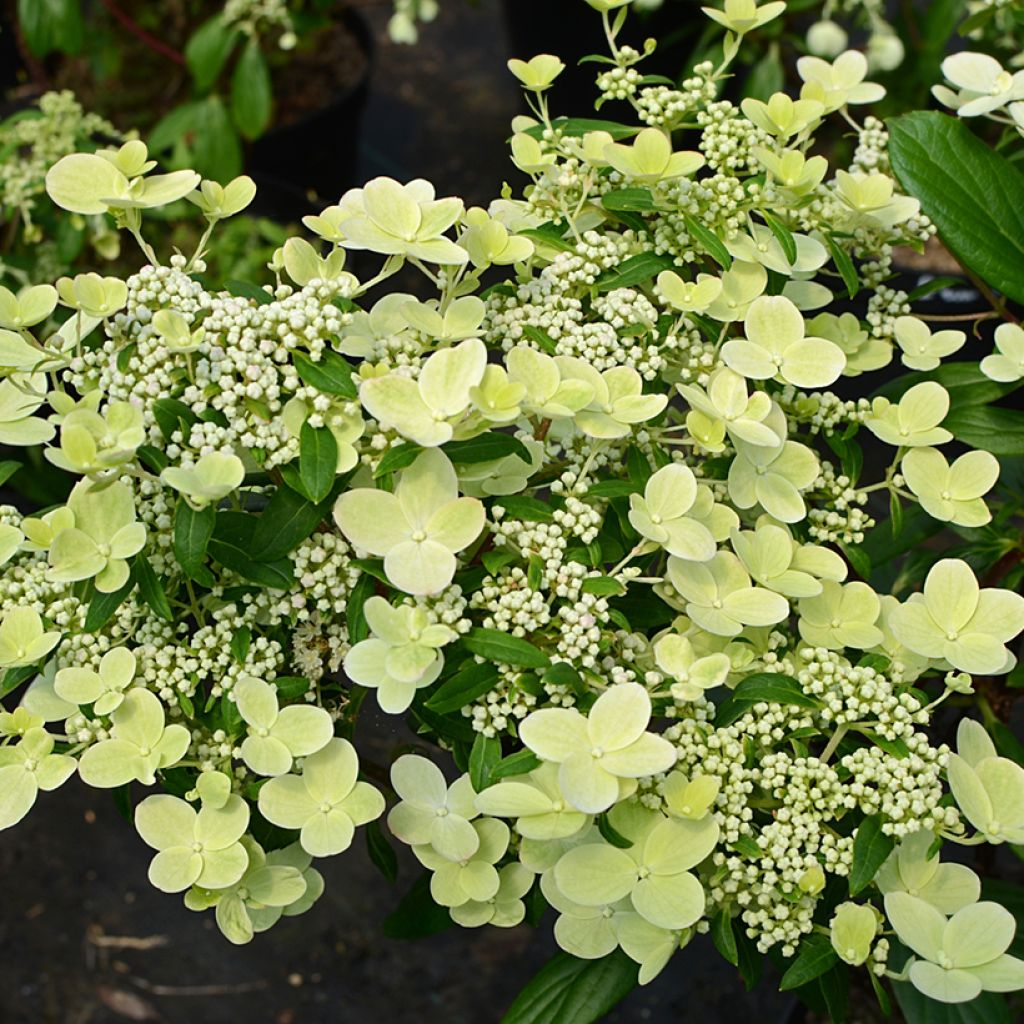 Hydrangea paniculata Prim’Red - Hortensia paniculé
