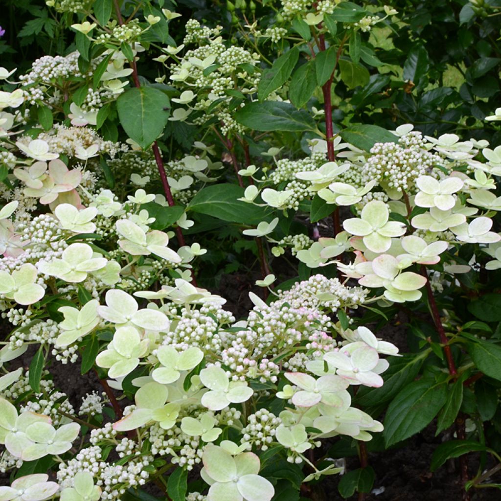 Hydrangea paniculata Prim’Red - Hortensia paniculé