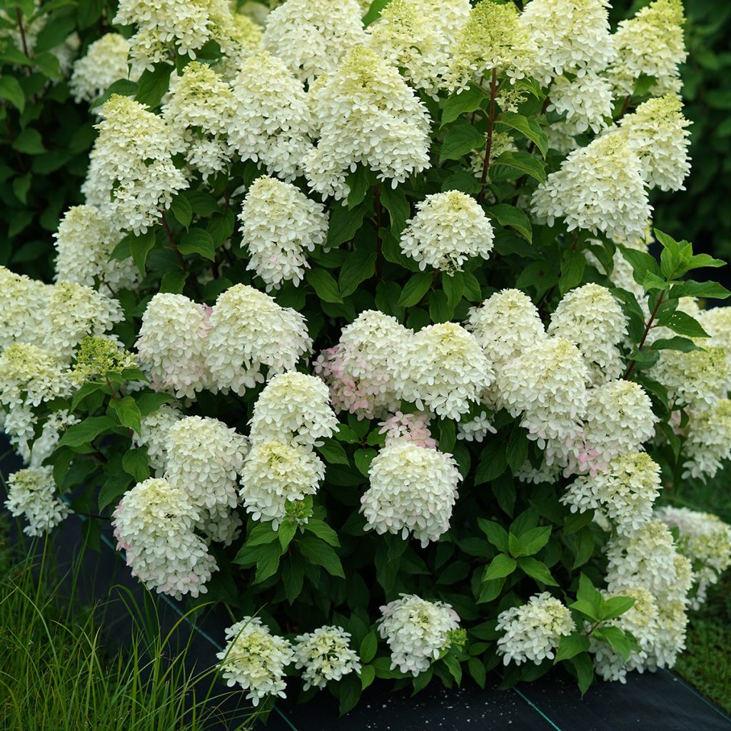 Hydrangea paniculata Quick Fire Fab - Hortensia paniculé