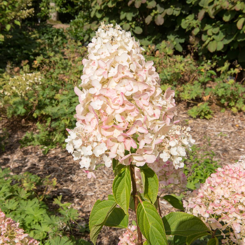 Hydrangea paniculata Silver Dollar - Hortensia paniculé