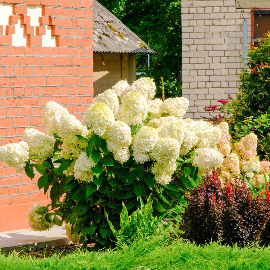 Hydrangea paniculata Sundae Fraise - Hortensia paniculé rose