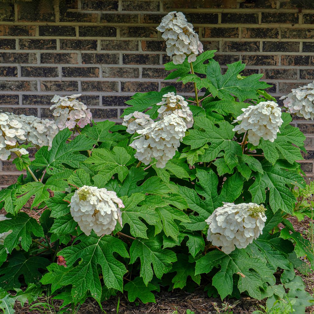 Hydrangea quercifolia Alice - Hortensia à feuilles de chêne