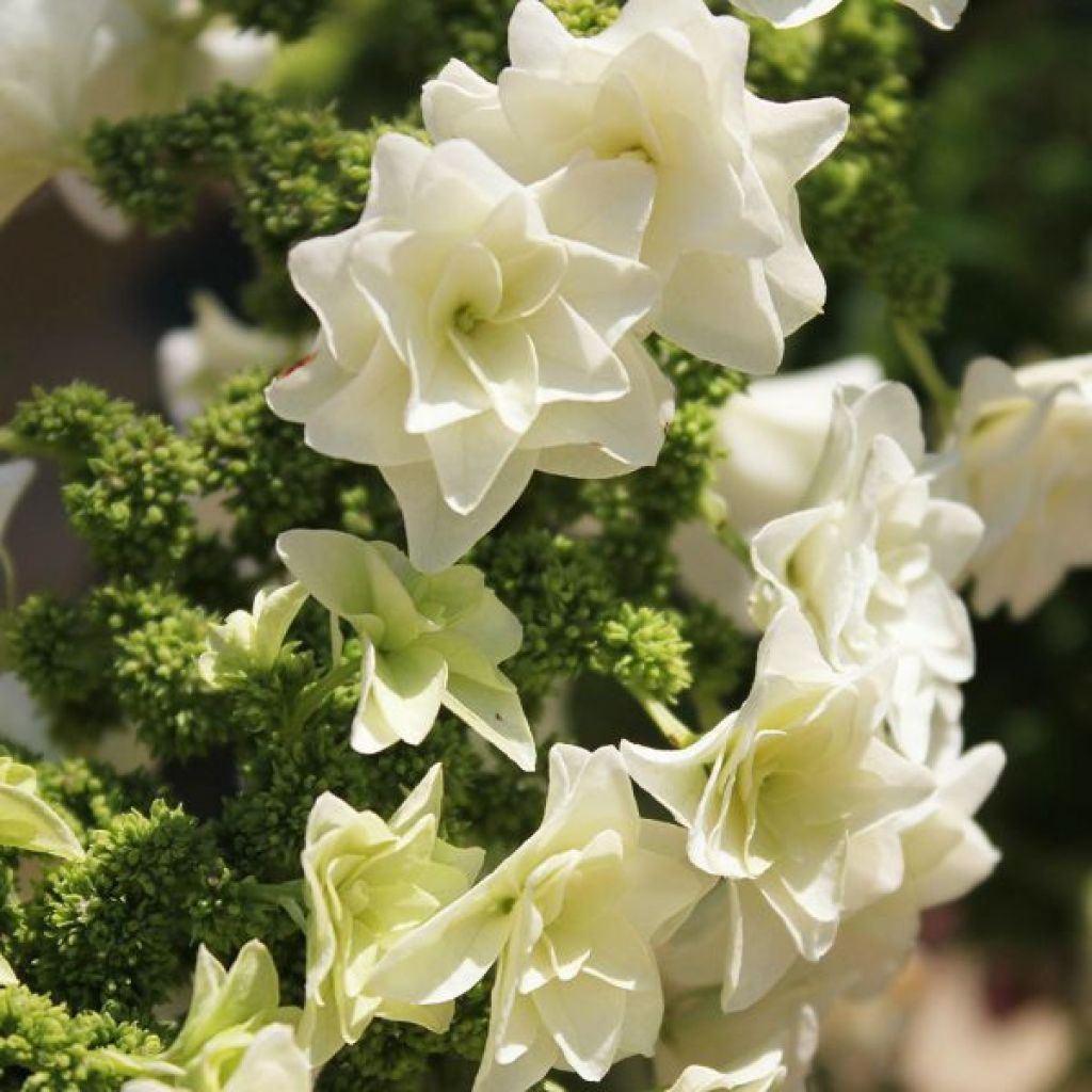 Hortênsia quercifolia Gatsby Star