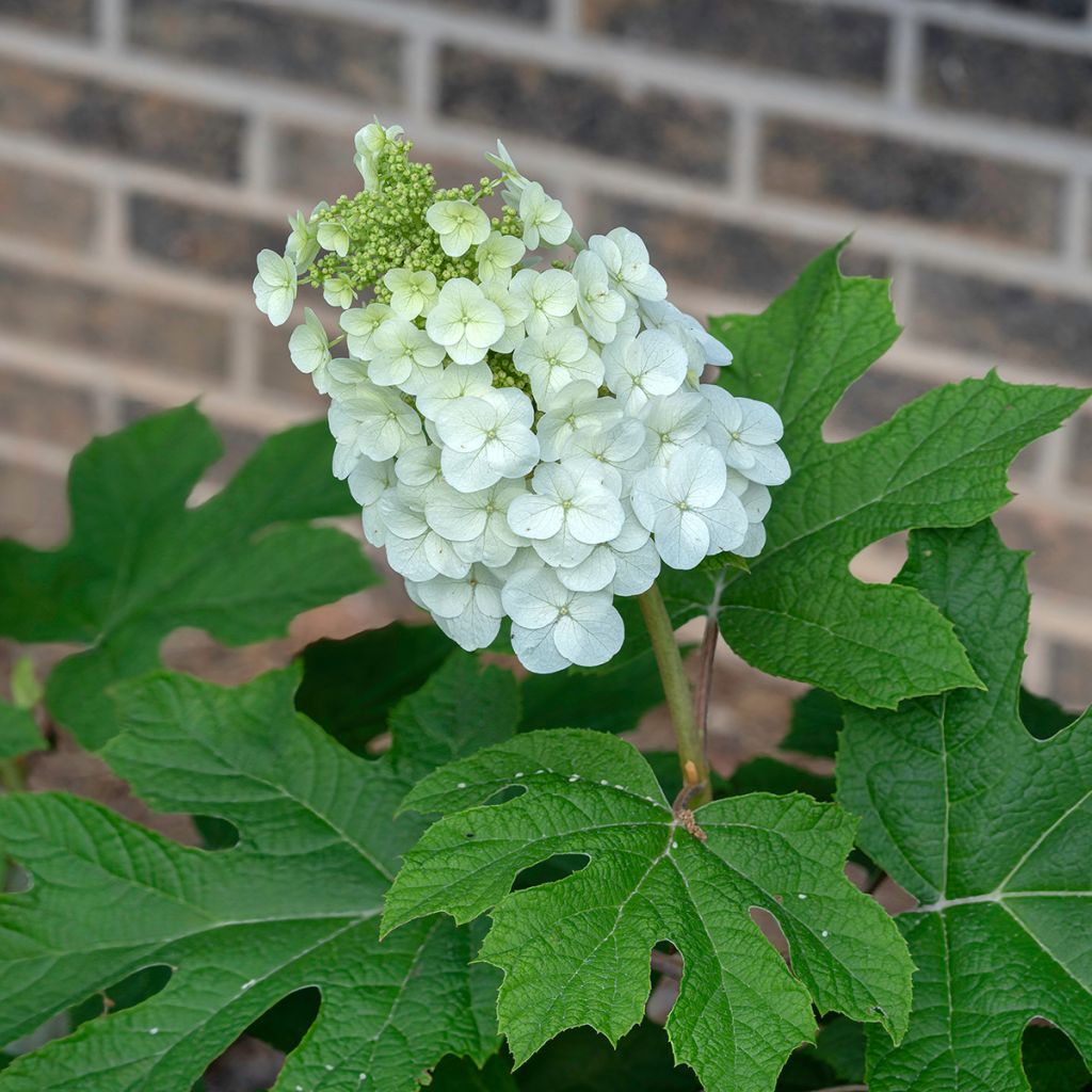 Hydrangea quercifolia Jetstream - Hortensia à feuilles de chêne