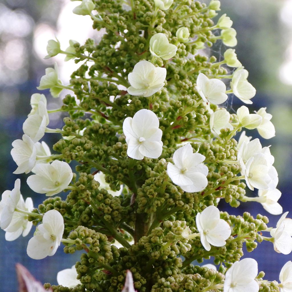 Hydrangea quercifolia Munchkin  - Hortensia à feuilles de chêne