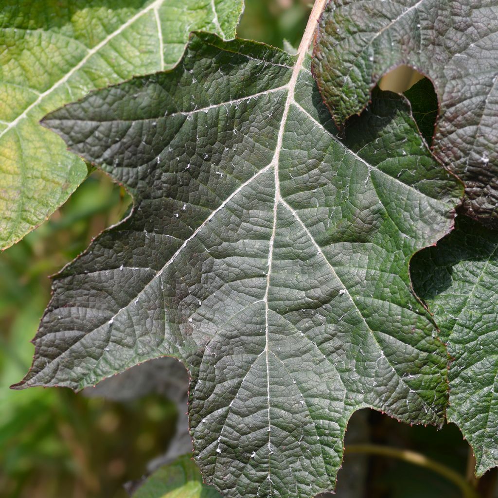 Hydrangea quercifolia Munchkin  - Hortensia à feuilles de chêne