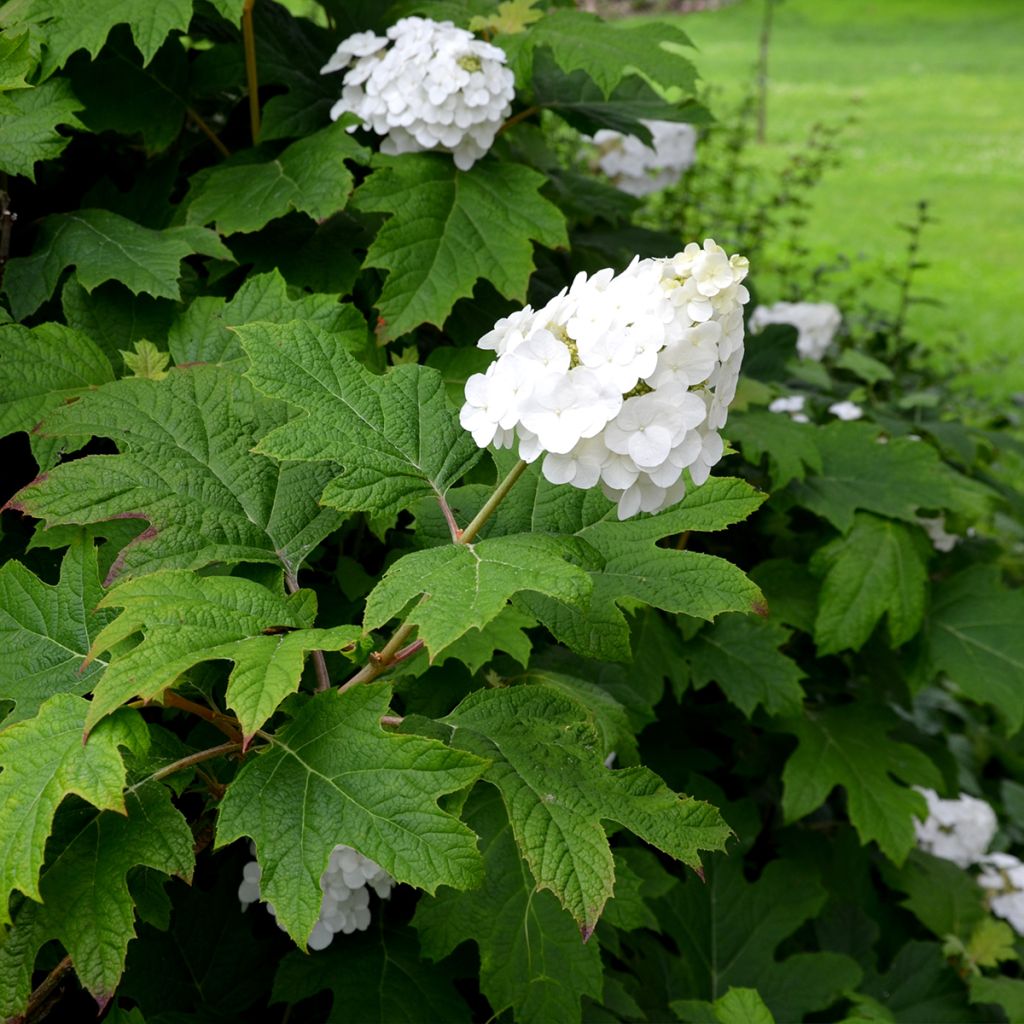 Hydrangea quercifolia Snow Queen - Hortensia à feuilles de chêne