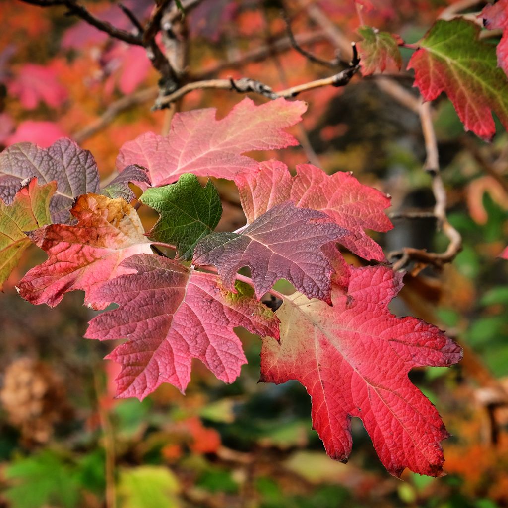 Hydrangea quercifolia Snow Queen - Hortensia à feuilles de chêne