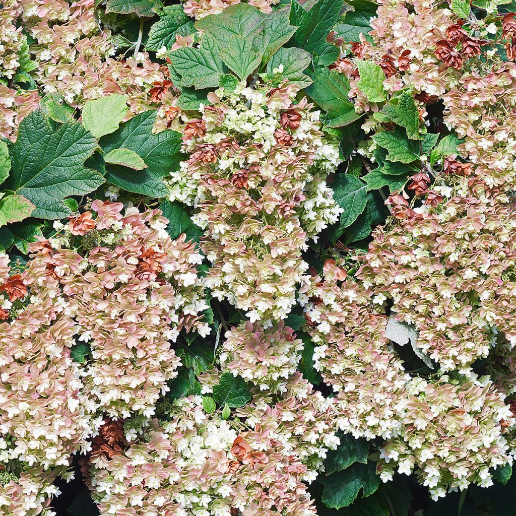 Hydrangea quercifolia Snowflake - Hortensia à feuilles de chêne
