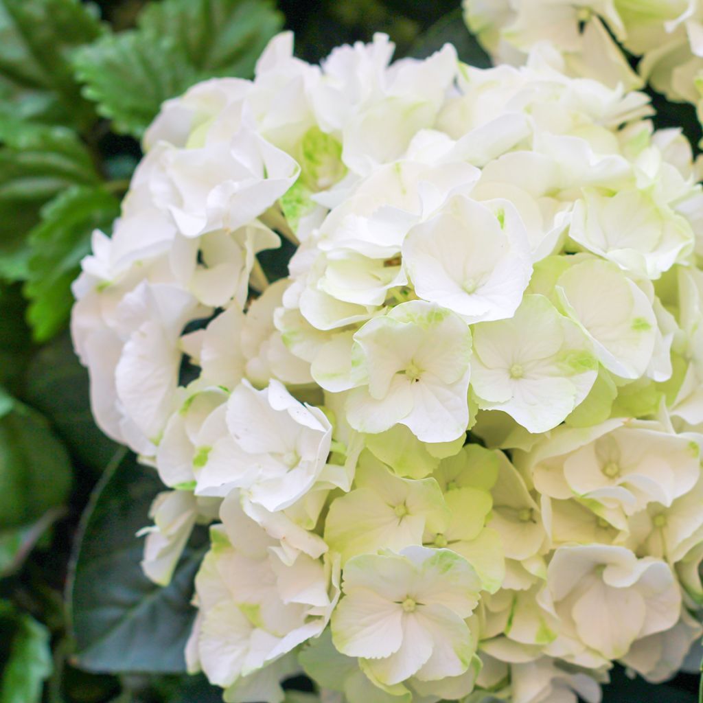 Hortensia - Hydrangea macrophylla Bright White