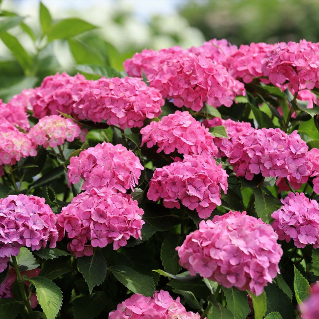 Hortensia - Hydrangea macrophylla Selma