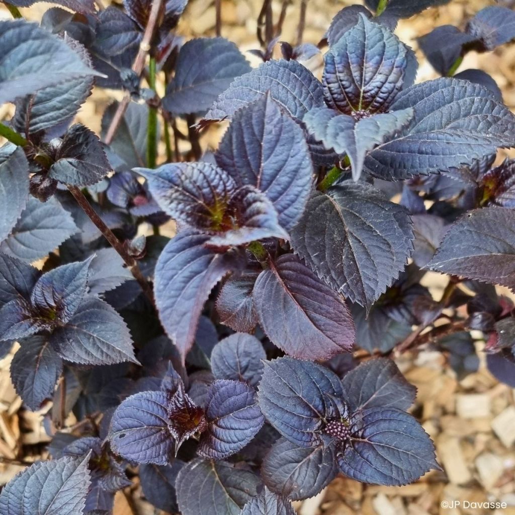 Hortensia - Hydrangea macrophylla x serrata Black Velvet Darbi