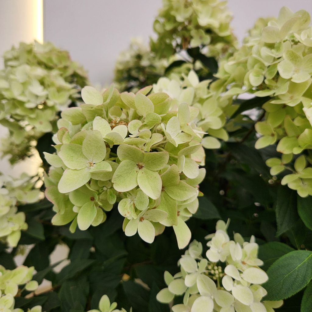 Hydrangea paniculata Groundbreaker Ruby - Hortensia paniculé nain