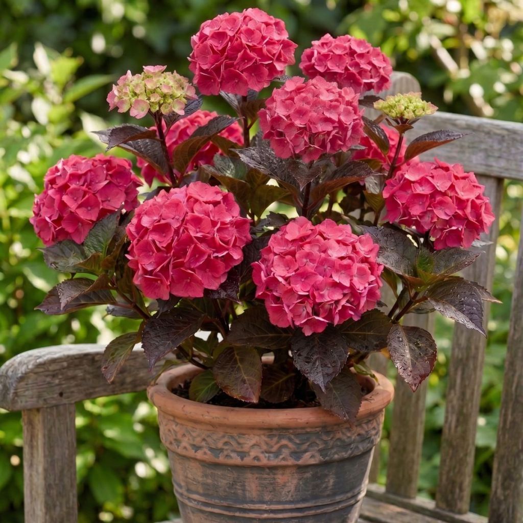 Hortensia - Hydrangea serrata Choco Strawberry