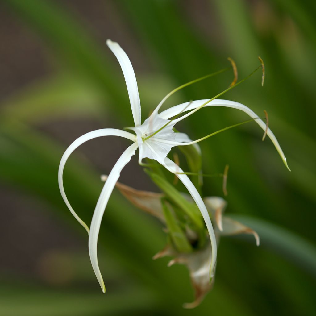 Hymenocallis harrisiana - Lis araignée mexicain
