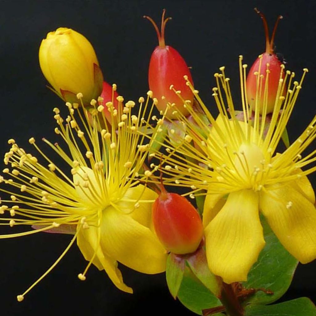 Millepertuis Magical® Red - Hypericum (x) inodorum