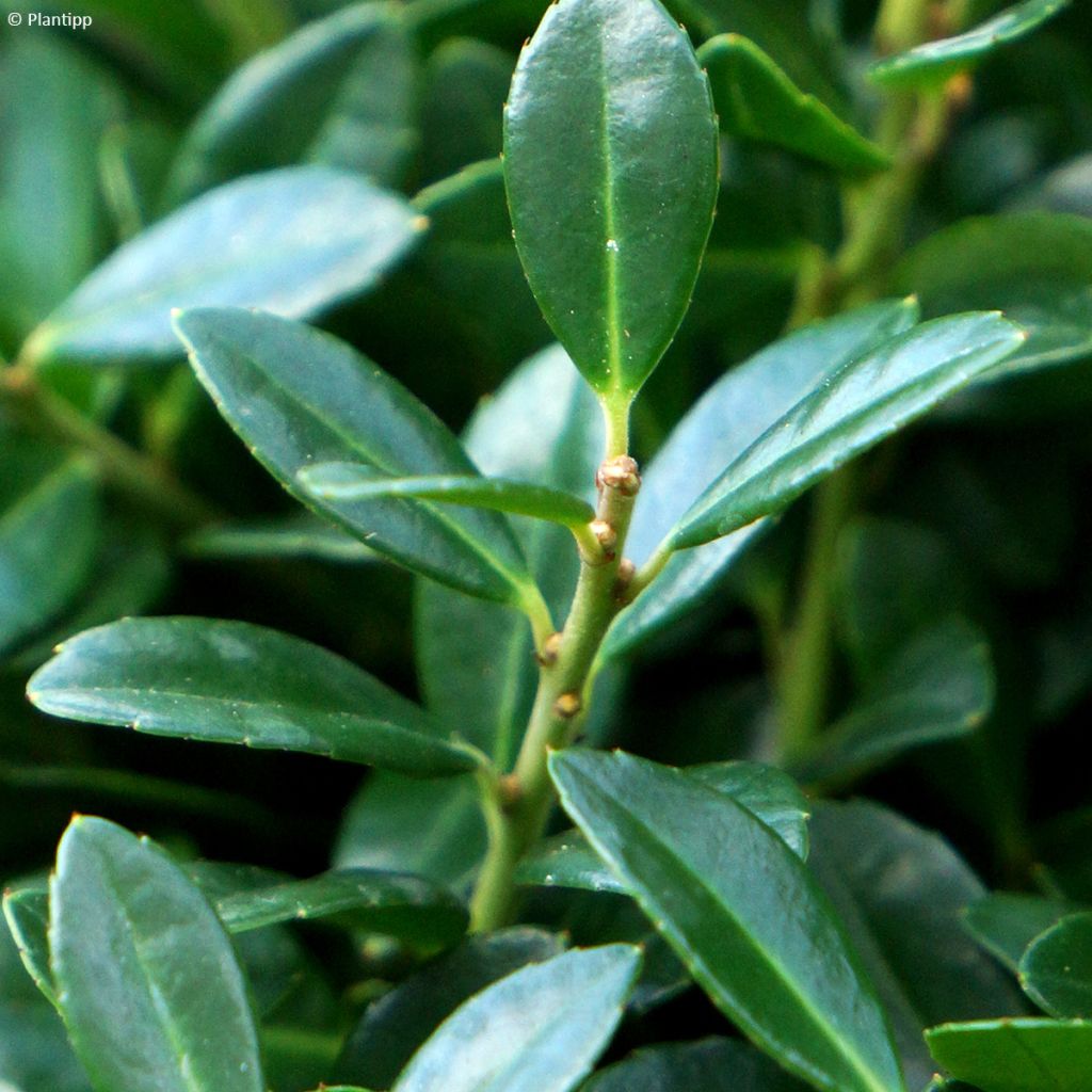 Houx crénelé - Ilex crenata Luxus Hedge