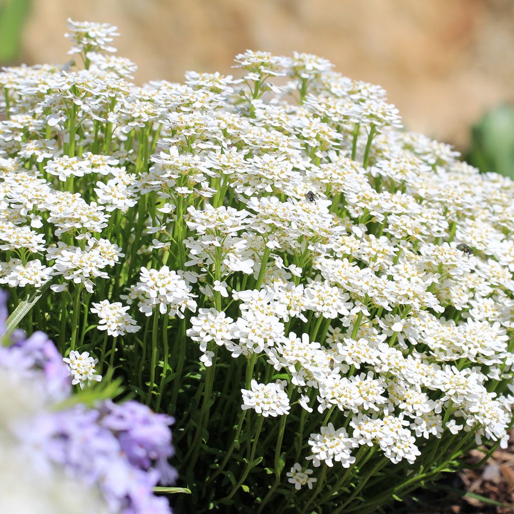 Iberis sempervirens - Corbeille d'argent