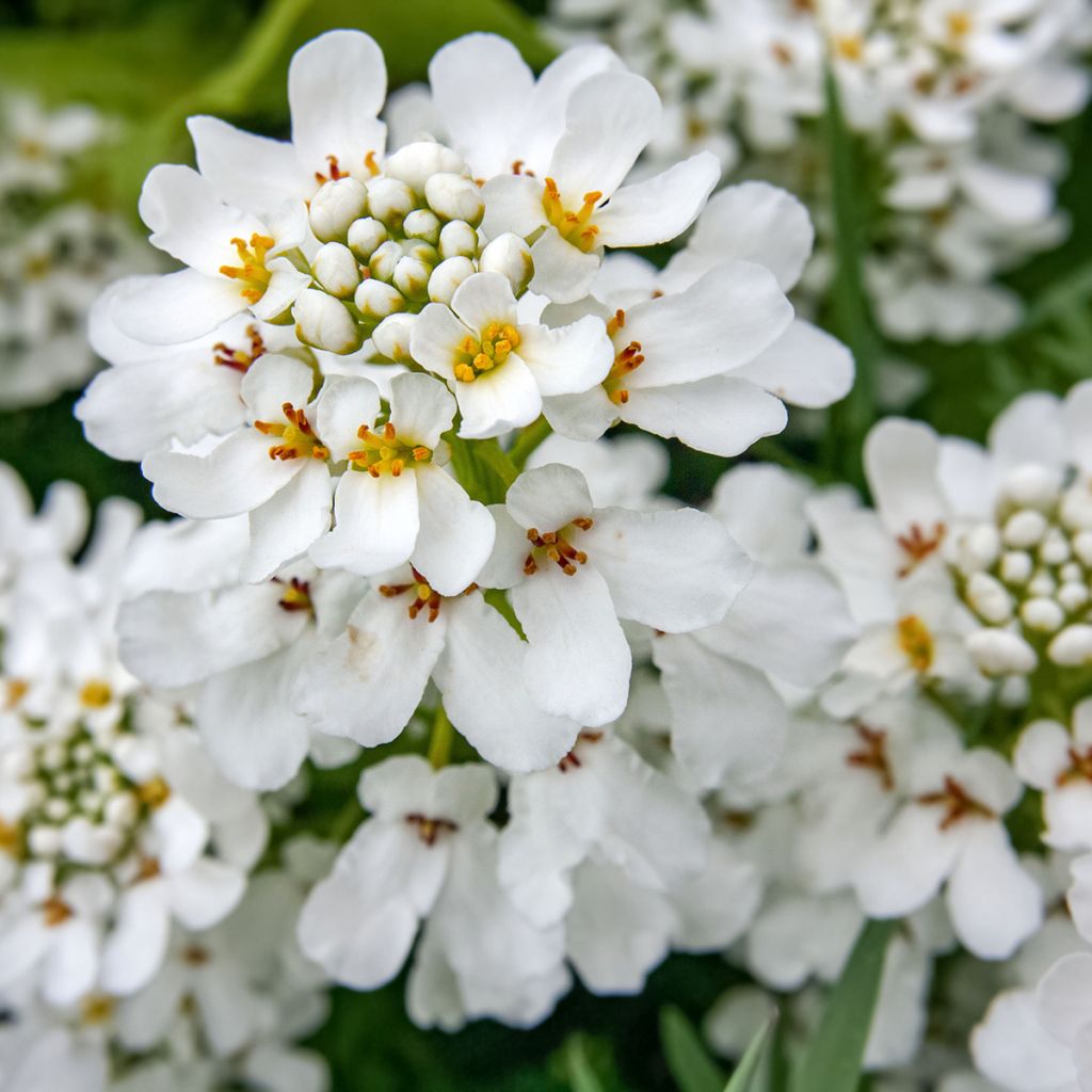 Iberis sempervirens - Corbeille d'argent