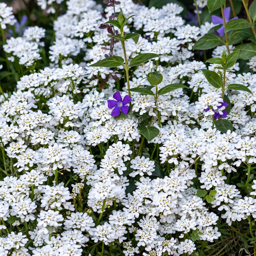 Iberis sempervirens - Corbeille d'argent