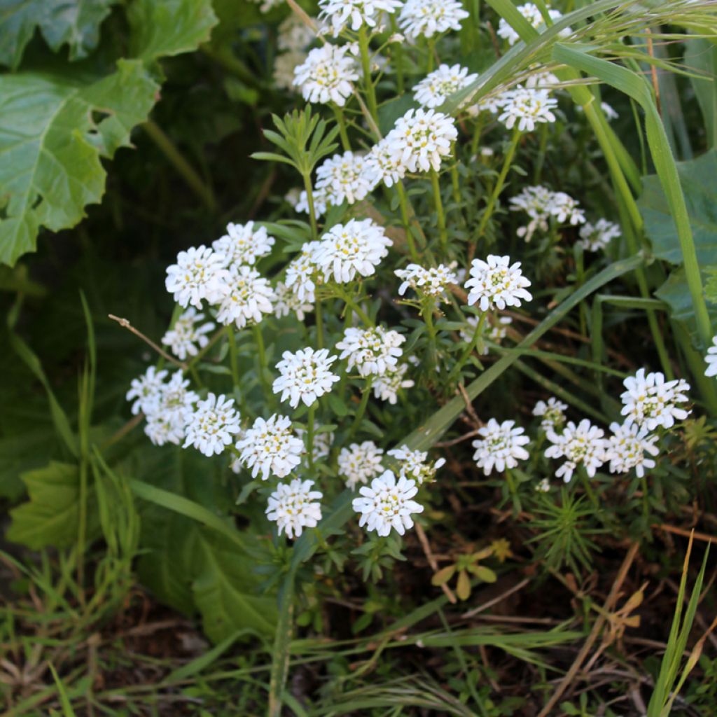 Iberis sempervirens - Corbeille d'argent