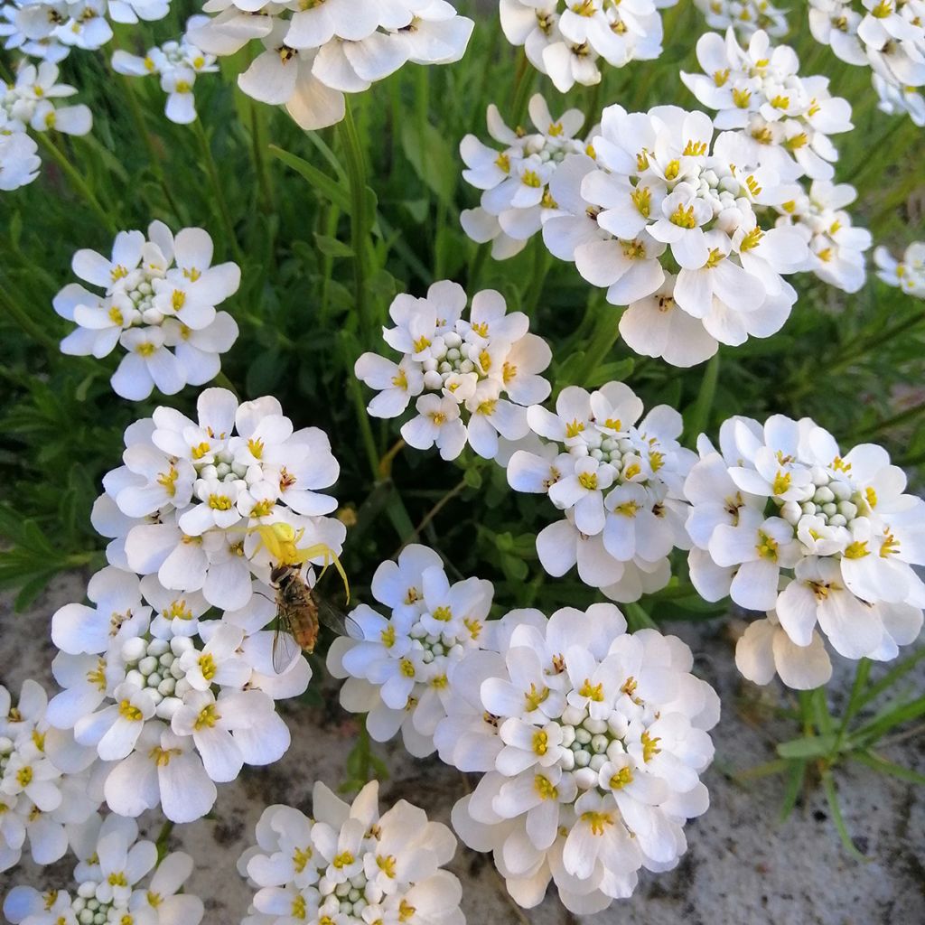 Iberis sempervirens Masterpiece - Corbeille d'argent 