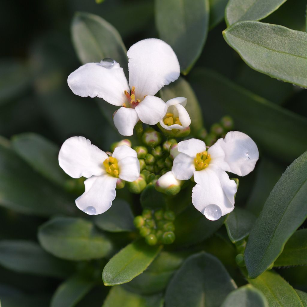 Iberis sempervirens Masterpiece - Corbeille d'argent 