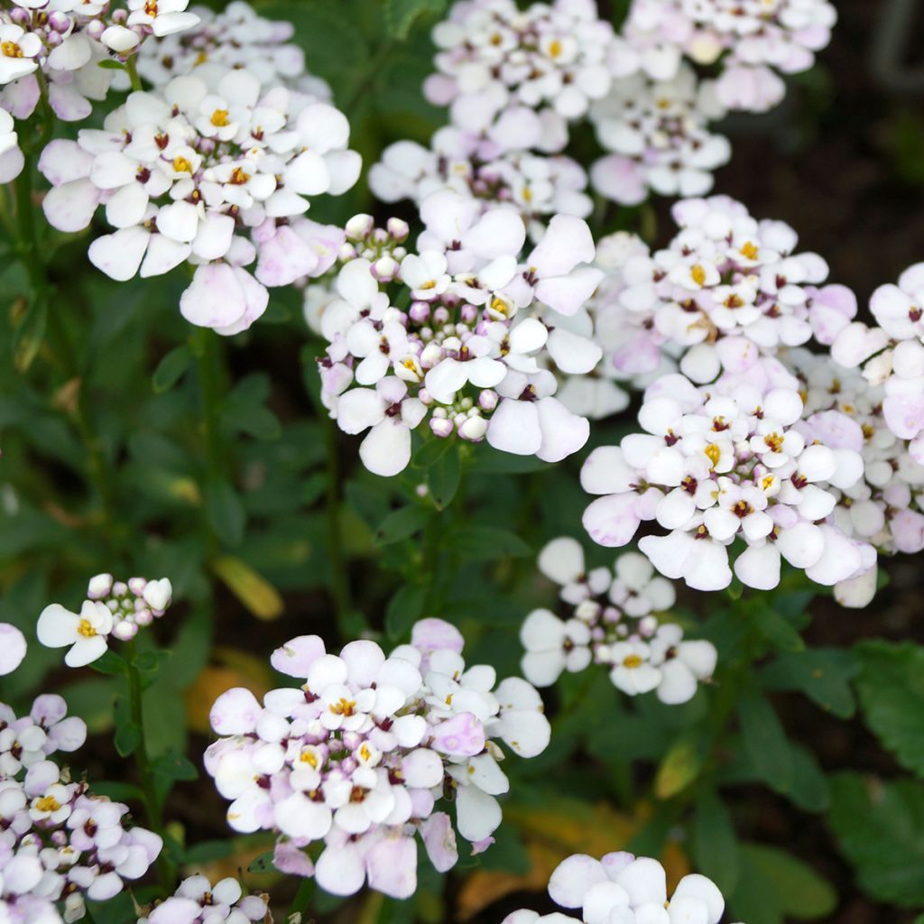 Iberis sempervirens Masterpiece - Corbeille d'argent 
