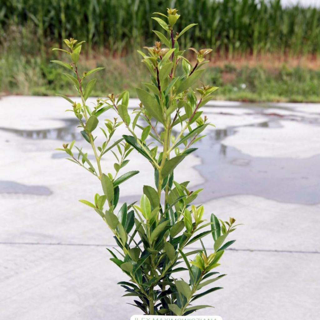 Ilex maximowicziana Kanehirae - Houx Mutchagara