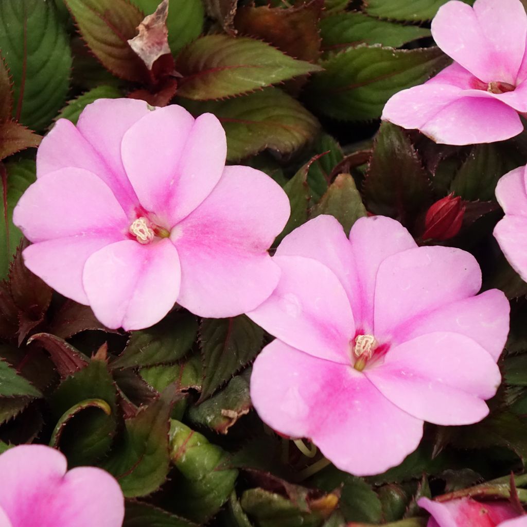 Impatiens SunPatiens Vigorous Lavender Mini-mottes
