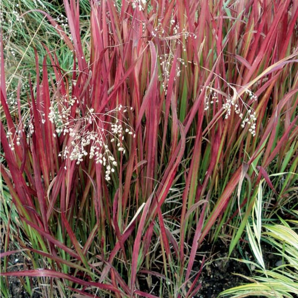 Imperata cylindrica Red Baron
