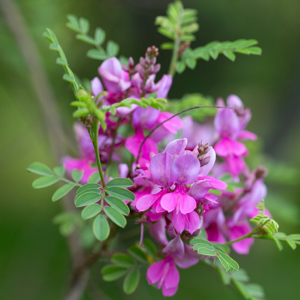 Indigofera heterantha (gerardiana) - Indigotier rose
