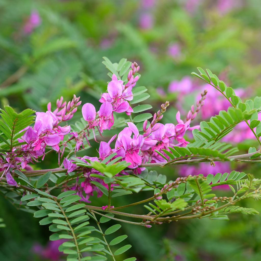 Indigofera heterantha (gerardiana) - Indigotier rose