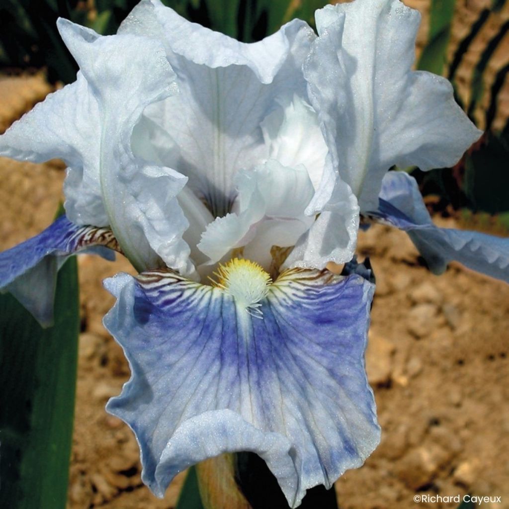Iris germanica Antarctique - Iris des Jardins intermédiaire