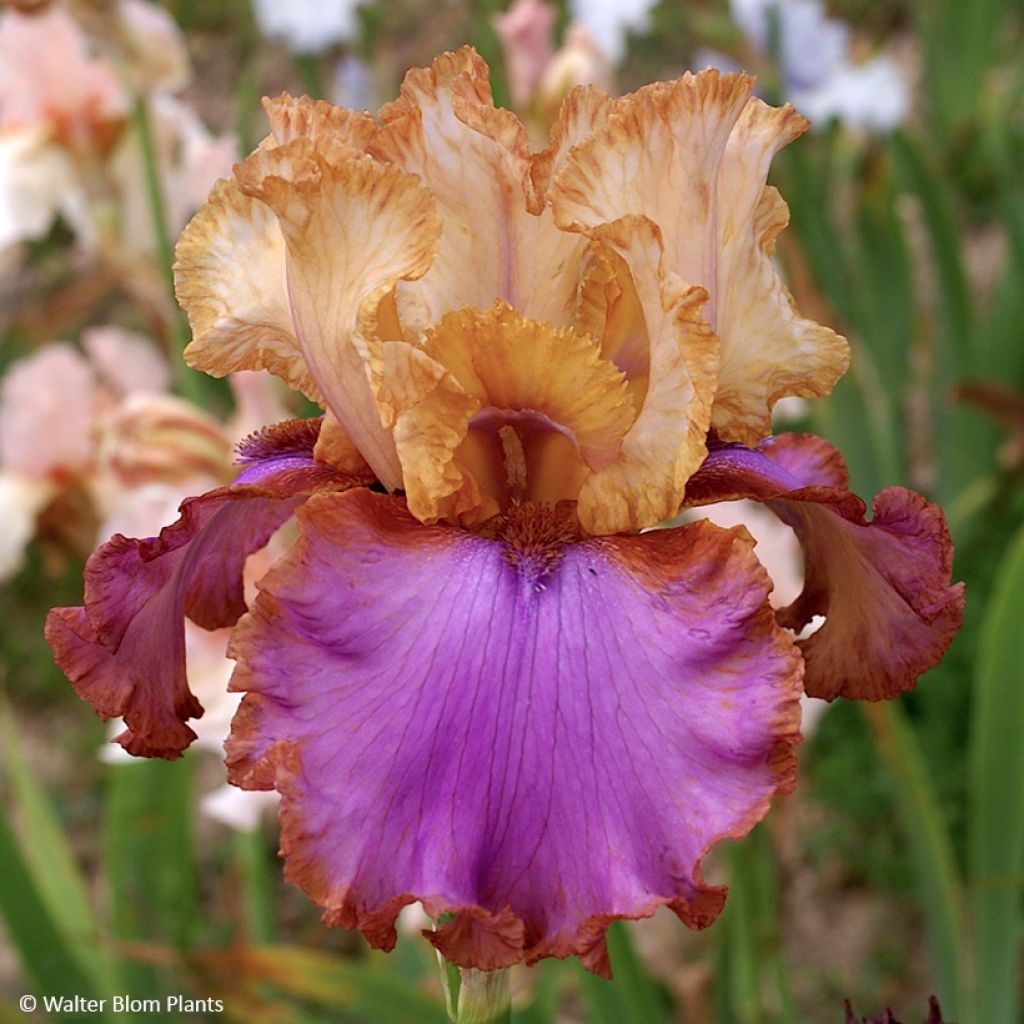 Iris germanica Au Sommet - Iris des Jardins