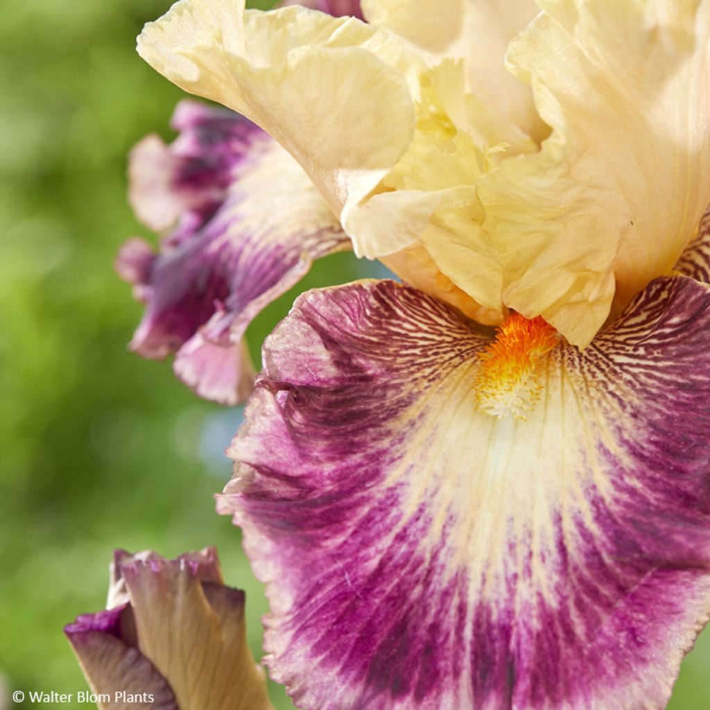 Iris germanica Comme un Sourire - Iris des Jardins
