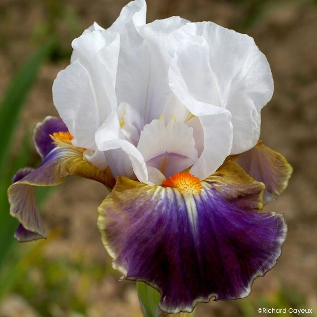 Iris germanica Dazzling - Iris des Jardins intermédiaire