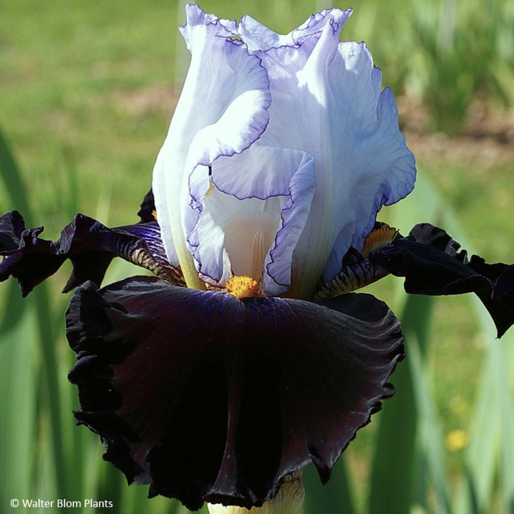Iris germanica Domino Noir - Iris des Jardins