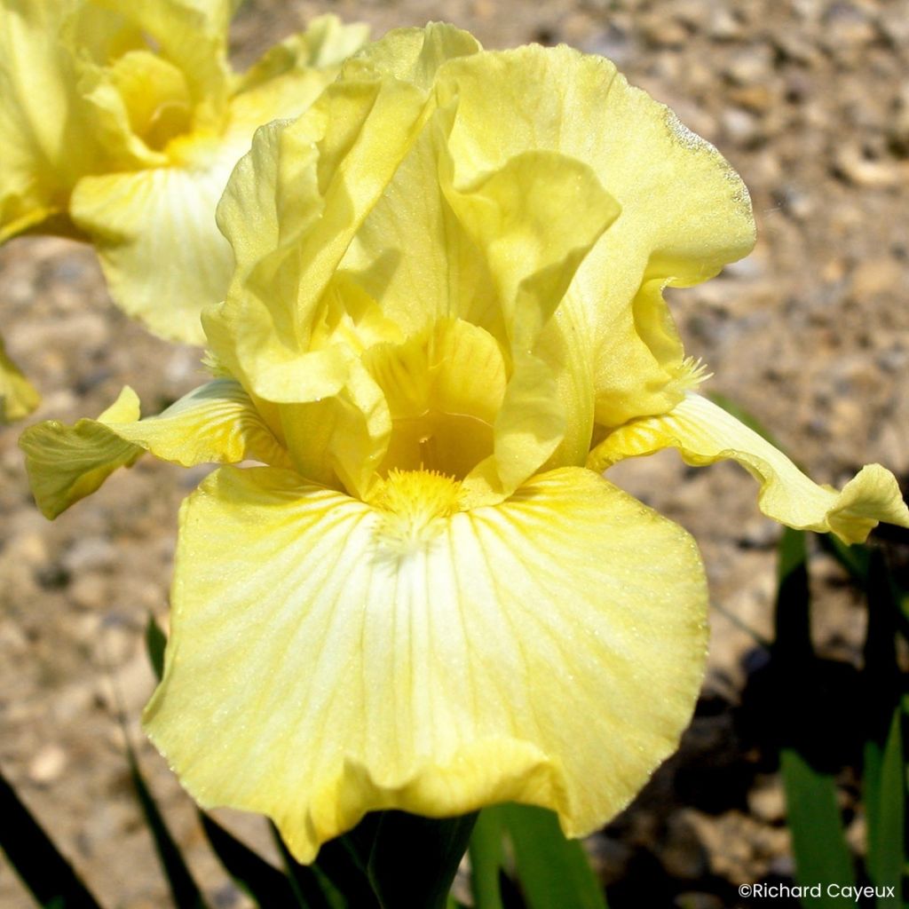 Iris germanica Maui Moonlight - Iris des Jardins intermédiaire