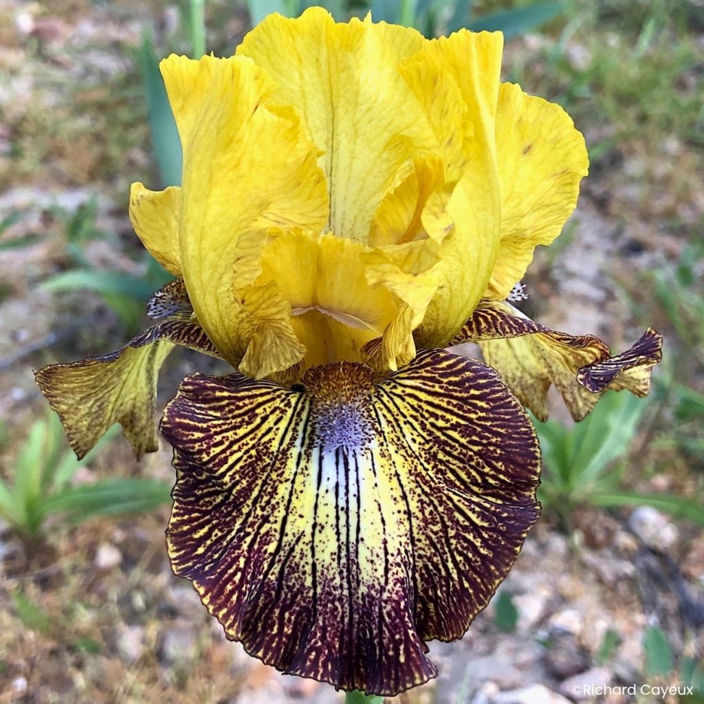 Iris germanica Petit Tigre - Iris des Jardins intermédiaire