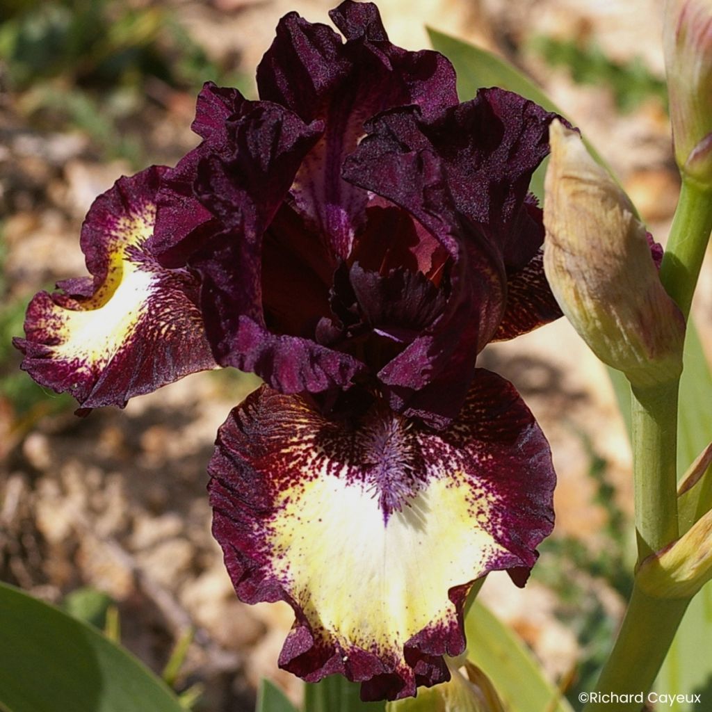 Iris germanica Spectator - Iris des Jardins intermédiaire