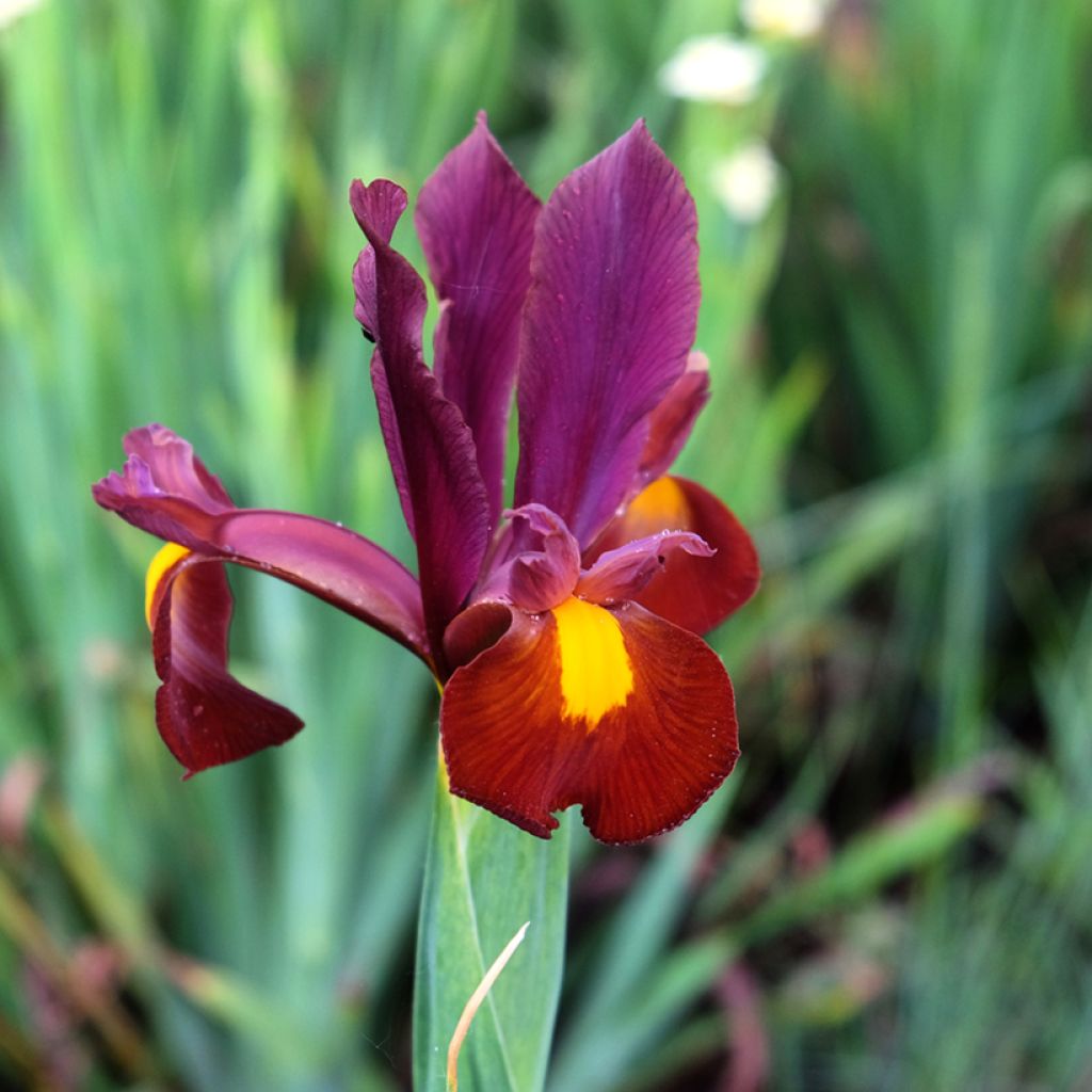 Iris hollandica Red Ember